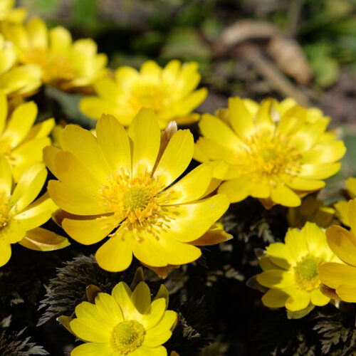 誕生花「フクジュソウ（福寿草）」の花言葉