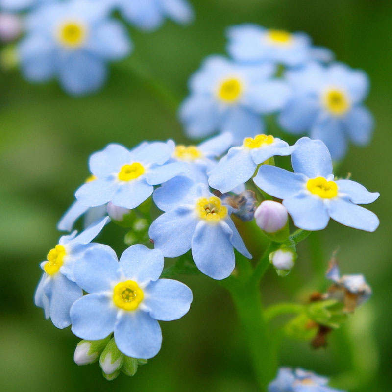 誕生花「ワスレナグサ（勿忘草）」の花言葉