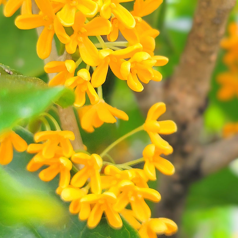 誕生花「キンモクセイ（金木犀）」の花言葉