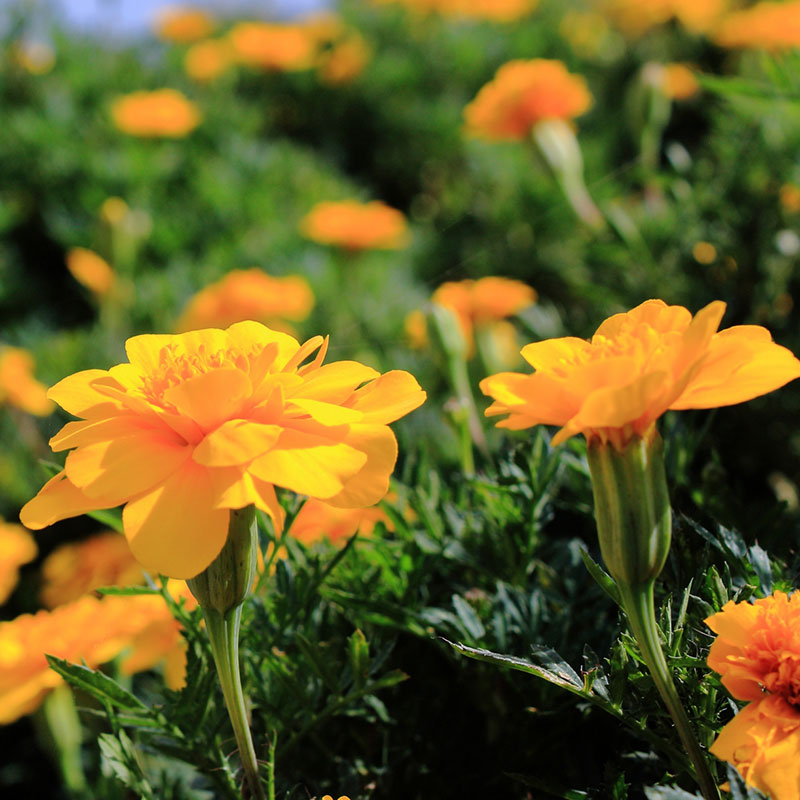 誕生花「マリーゴールド（千寿菊・万寿菊）」の花言葉