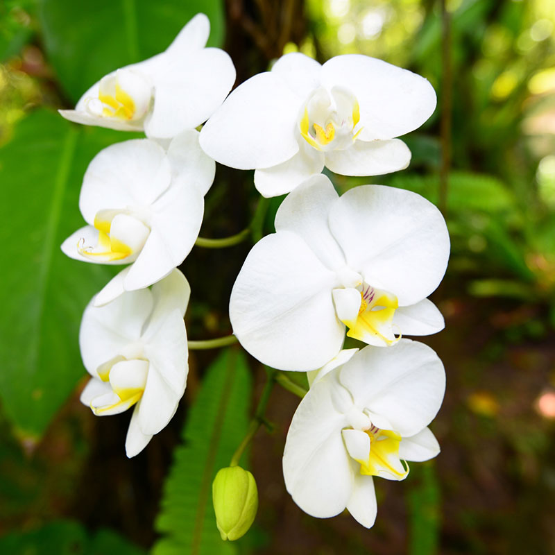 誕生花「コチョウラン（胡蝶蘭）」の花言葉